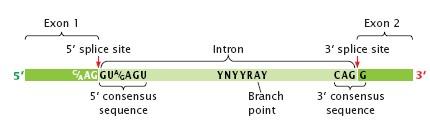 Figur 1. Intronens igenkänningssites. Bindningsställen mellan exonerna och intronen med 5 splice site, branchpoint och 3 splice site som följer GU-AG regeln (Freeman et al, 2005).