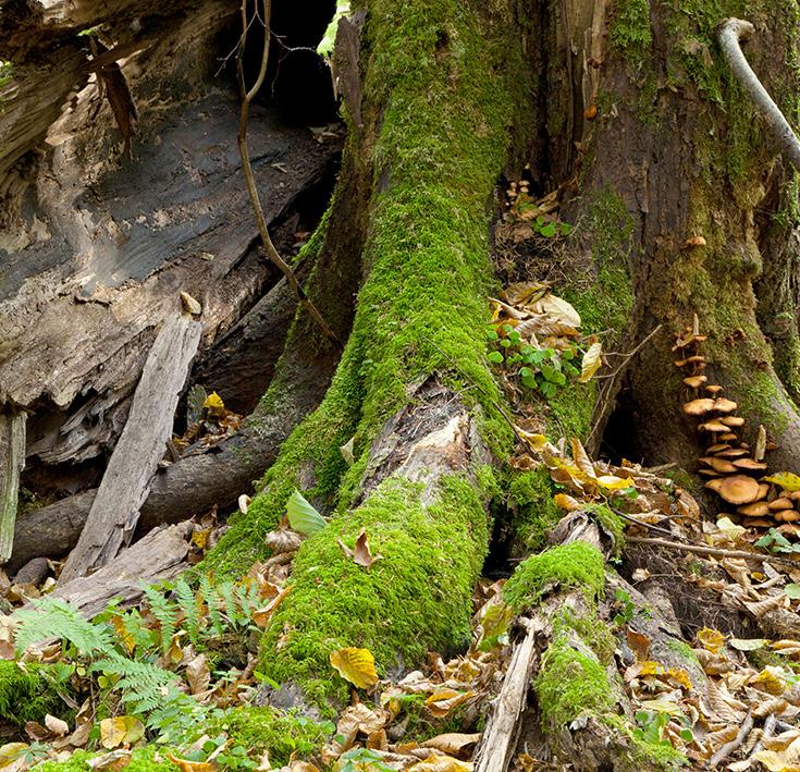 NATUR Död ved Foto: Aleksander Bolbot, Mostphotos.com. placera i faunadepåer, eller skapa högstubbar av levande En god förekomst av död ved i landskapet träd.