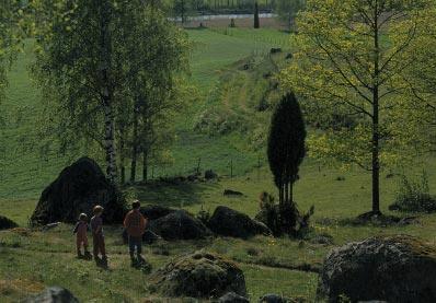 Brist på solljus gör att gräs och örter på marken växer dåligt, grässvålen luckras upp och den ljusälskande betes- eller slåtterfloran ersätts av mer skuggtåliga arter. Betet blir av sämre kvalitet.