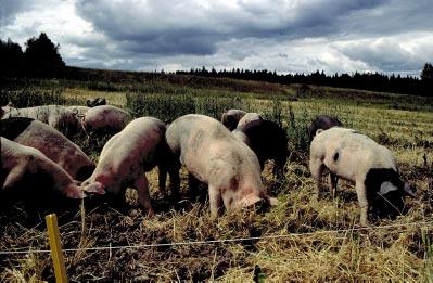 SAMMANSTÄLLNING 3 VILLKOR FÖR ANVÄNDNING AV GÖDSEL FRÅN DJUR SOM INTE HÅLLS EKOLOGISKT. Gödsel från fjäderfä i bur och pälsdjur i bur får inte i något fall användas i ekologisk odling.