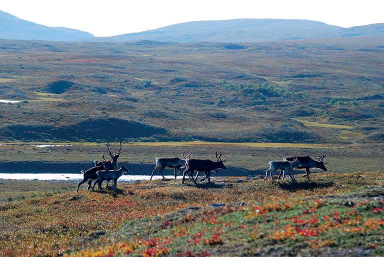 landformer, som påverkar utsikt och utblick. Koschke m.fl. (2014) tog upp att termen landskapstjänst kan vara mer lätt att förstås och användas än termen ekosystemtjänst.