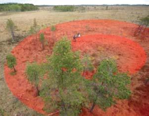 ex. av buskart Medelhöjd, t.ex. plantskikt Diameter, t.ex. träd i fjällbjörkskog Bredd, t.ex. av vattenfåra Djup, t.ex. vattendjup i dike Riktning, t.ex. skogskantens riktning Nivå, t.ex. aktuellt vattenstånd Ålder, t.