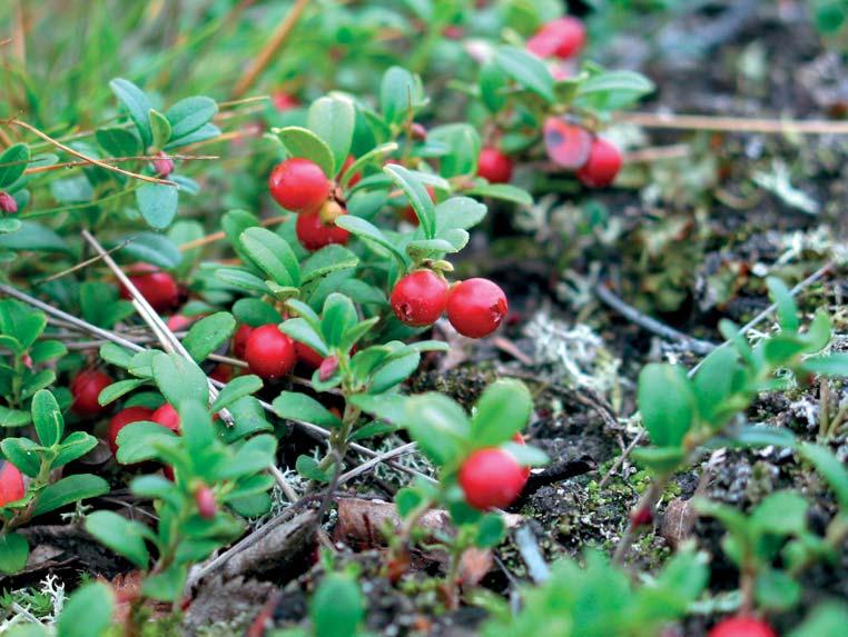 Figur 6.3.1: Lingon. Foto: Anders Esselin Vi utvecklade först modeller som predikterar olika bärarters förekomst i hela Norrland (nedanför fjällområdet).