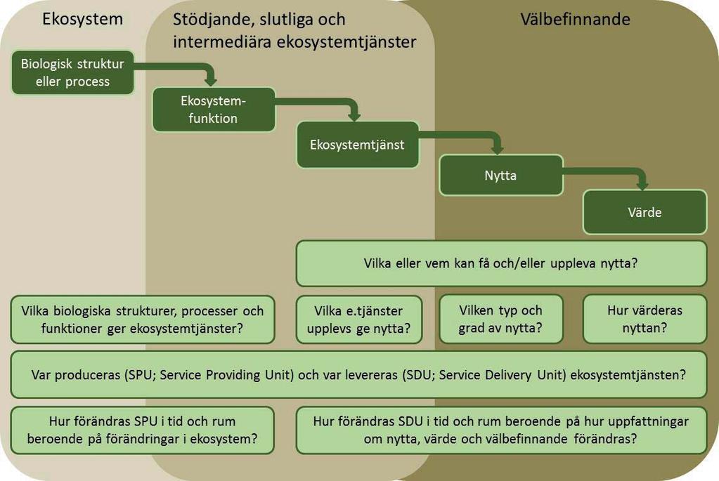 ekosystem det är fråga om; 2) hur, var och när en tjänst uppstår som ett resultat av ekosystemets processer; 3) vilken målgrupp som är i fokus och deras tänkta nytta; 4) vilka beslutsstöd som kan