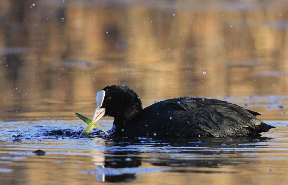 Sothönan, Fulica atra, häckar gärna i näringsrika anlagda vatten där det hunnit etablera sig en del vegetation.