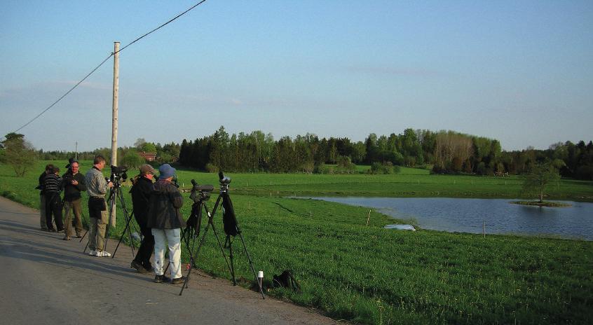 En kohäger, Bubulcus ibis, lockade många skådare till Senneby viltvatten i maj 2012.