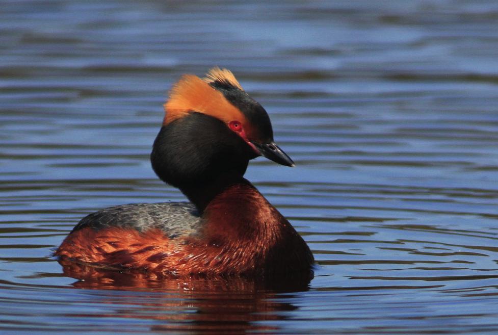 Svarthakedopping, Podiceps auritus, är den fågelart som är mest knuten till anlagda vatten i Upplands inland. FOTO: GÖRAN HAGLUND En orsak till detta kan vara att de underhålls bättre.