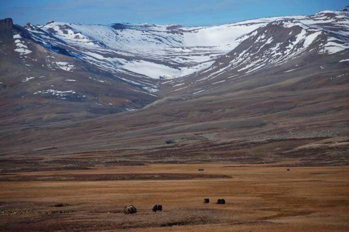 Vegetationens kolupptag i olika miljöer Svenska skogar Afrikanska