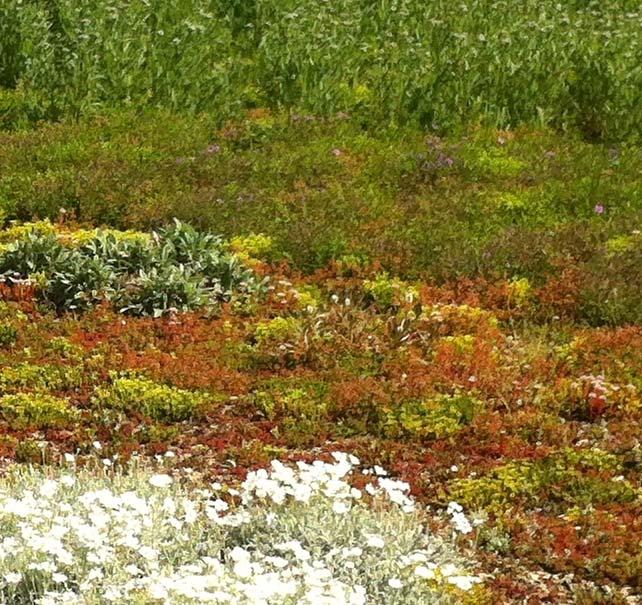 Principer för gröna taks uppbyggnad beskrivs och kopplas till hur dessa presenteras i denna vägledning.