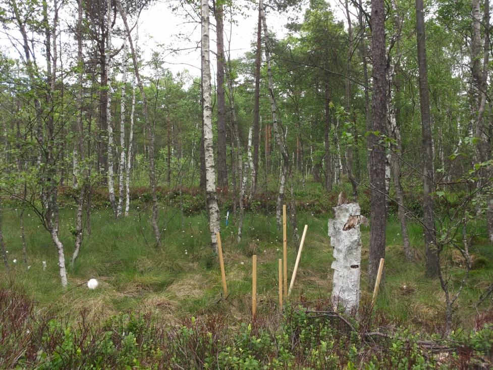 ÖVERSIKTLIG MILJÖTEKNISK MARKUNDERSÖKNING, SKÖNNA MOSSE Vid ett platsbesök den 13 maj 2013, där Länsstyrelsen Skåne (Lst), Electrolux och Golder Associates AB (Golder) deltog, identifierades de