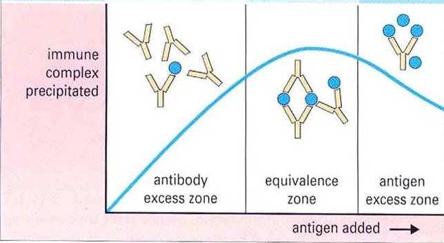Antigen densitet Antalet antigen och antigenets placering i membranet påverkar agglutinationen Vid underskott av antikroppar (många antigen) få eller inga agglutinat Vid överskott av antikroppar