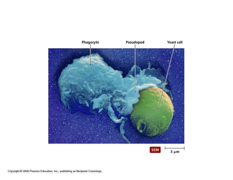 Kvantifiering av ak Monocyt monolayer assay MMA Chemilumiscenstest CLT Antibody Dependent cell-mediated Cytotoxity ADCC Märkning av givarblodet med Cr 51 och ge 0,5-1,0 ml och mäta överlevnaden,