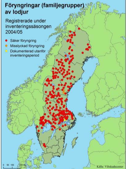 EN STARK LODJURSSTAM EN UTMANING FÖR RÅDJURS- FÖRVALTNINGEN AVSKJUTNING RÅDJUR I VÄRMLAND AV + RÅDJUR DALARNA + GÄVLEBORG I VÄRMLAND + DALARNA + GÄVLEBORG