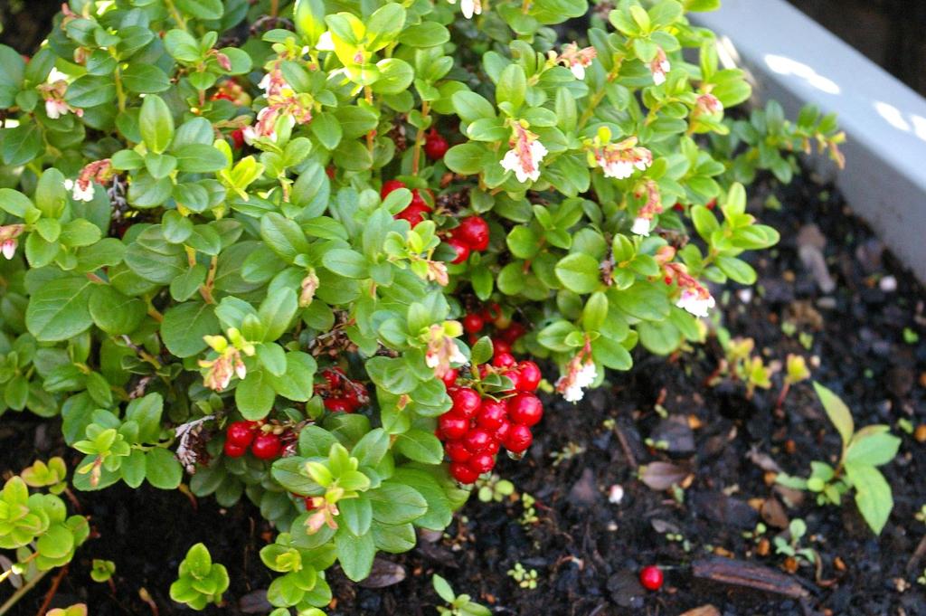 Varför odla lingon när skogen är full av dem? Trädgårdslingon har generellt större bär och pålitlig skörd. Dessutom är de trevliga marktäckare i lägen med sur jord (lågt ph).