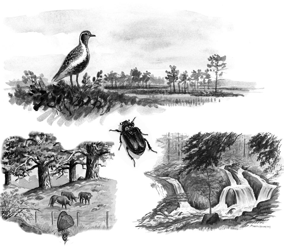 ekologiskt nätverk av naturområden som kallas Natura 2000.