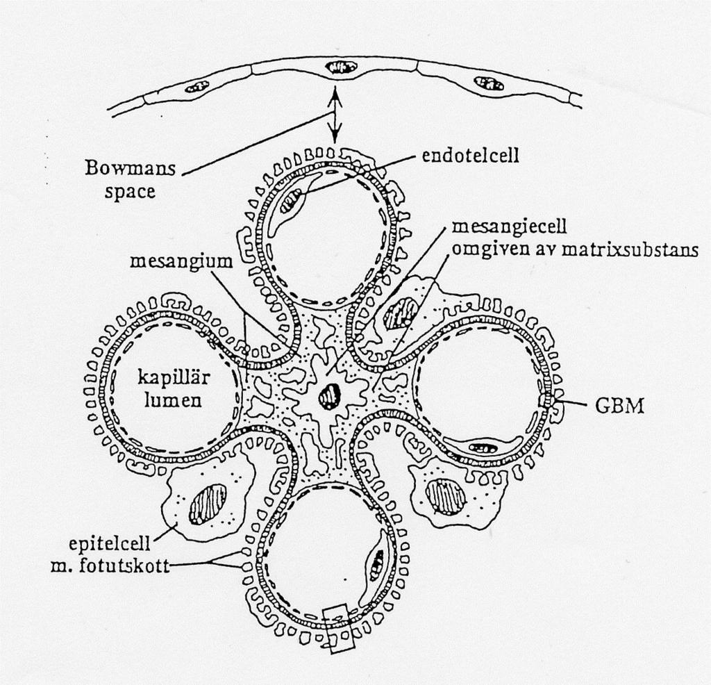 Normal glomerulus