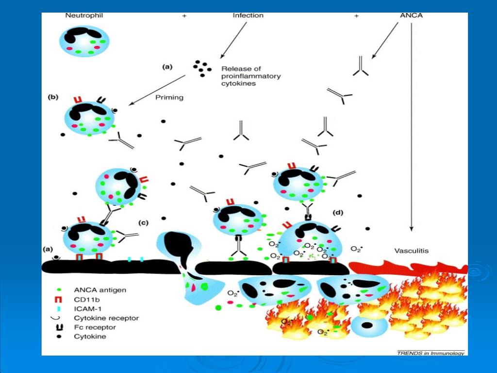 Patogenes? Figure 1. (a) Proinflammatory cytokines and chemokines (e.g. tumor necrosis factor α) released as a result of local or systemic infection cause upregulation of endothelial adhesion molecules (e.