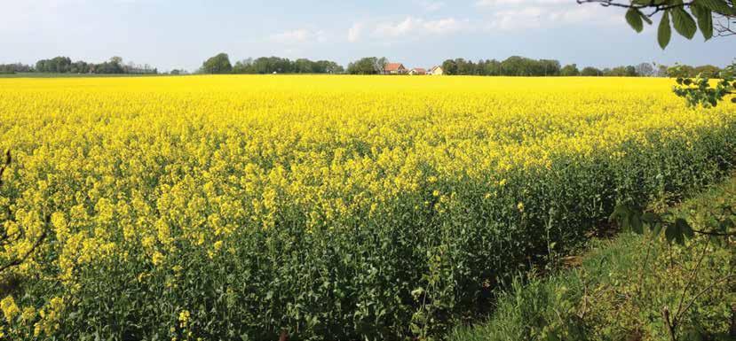 Svensktillverkat sedan mer än 80 år En stor del av det isolermaterial som ISOVER levererar inom Sverige produceras i fabriken i skånska Billesholm, där vi funnits i mer än åttio år.