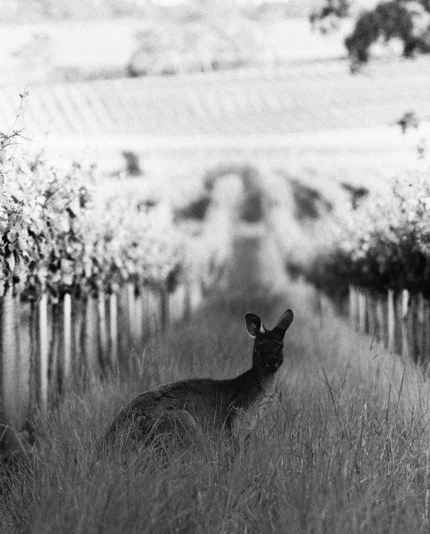 VIN AUSTRALIEN SOUTH