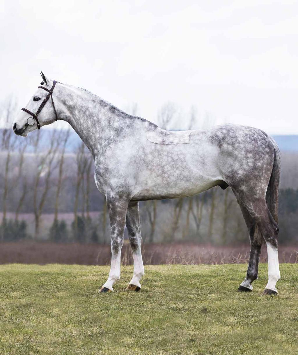 Crusader Ice är en komplett hingst med en bra galopp (hoppbetyg 9-9). Han använder kroppen rätt, är kvick i reaktionerna och har ett kraftfullt och distinkt avstamp.