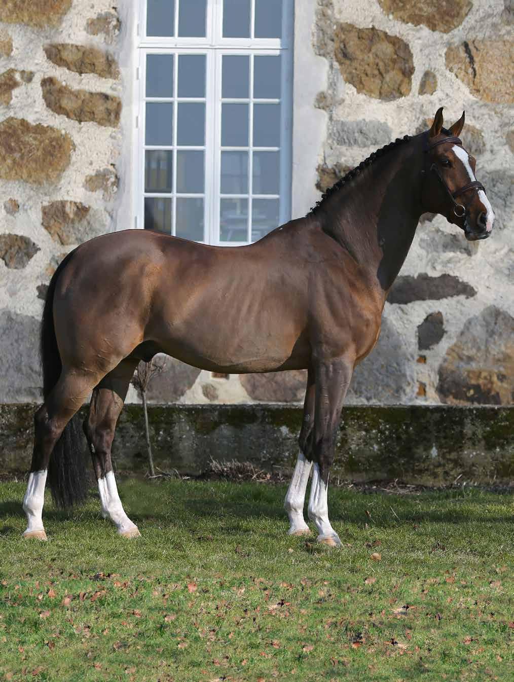 Han utnämndes även till årets hingst i Danmark 2013, där han är Elit-premierad. Heartbeat bedömdes vid det svenska bruksprovet 2016 vara en maskulin, högställd hingst med ett uttrycksfullt huvud.