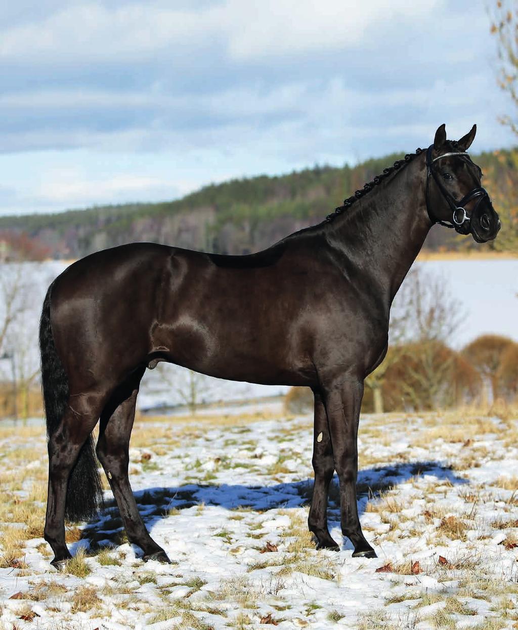 Han ansågs vara en mycket uttrycksfull och elegant hingst av modern typ, som berömdes för sin mycket fina mekanik och balans samt sin lätthet.