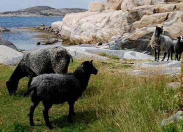 se SALUHALLEN SVINESUND KRO Vi ligger precis vid Gamla Svinesundsbron med utsikt över Idefjorden. Cafè med fika & smörgåsar. Även dagens rätt och buffé samt à la carte meny. Öppet alla dagar kl.