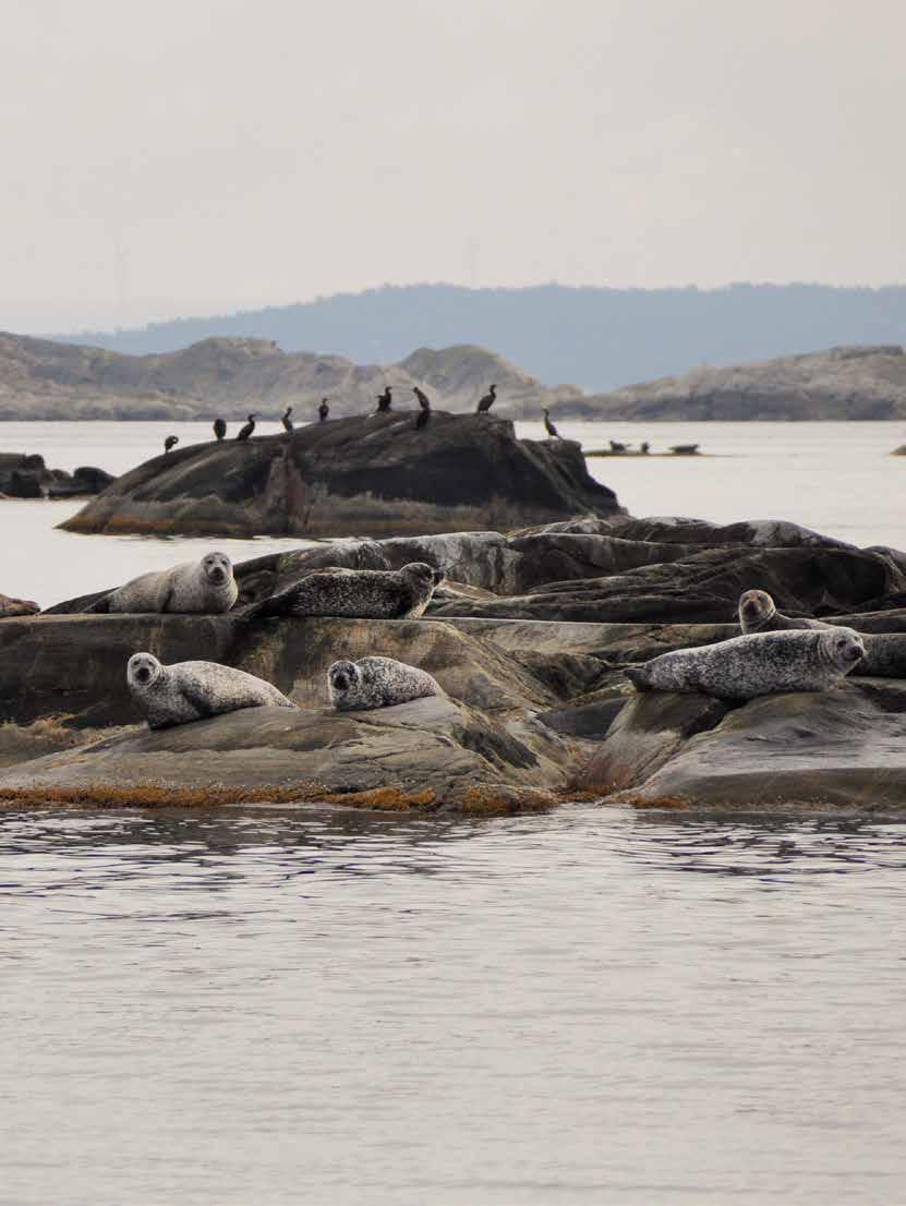 KOSTERHAVETS NATIONALPARK Kosterhavet National Park Kosterhavet är Sveriges enda marina nationalpark som sträcker sig från Strömstad i norr till Grebbestad i söder.