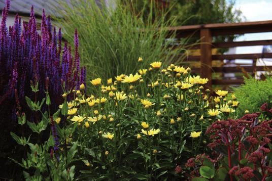 Jätteprästkrage Leuchantemum Brodway light Blommar i juli-aug. Soligt läge. H.