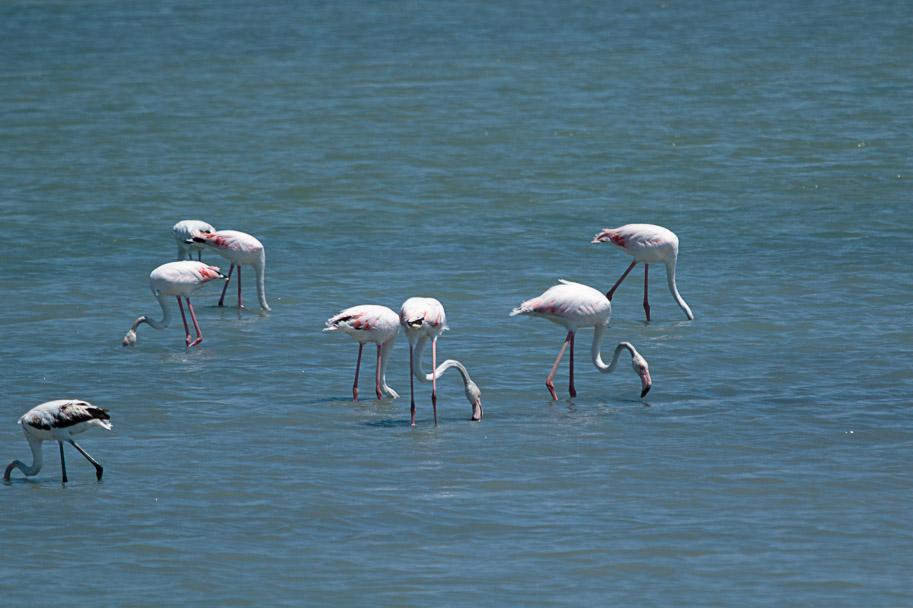 Flamingos