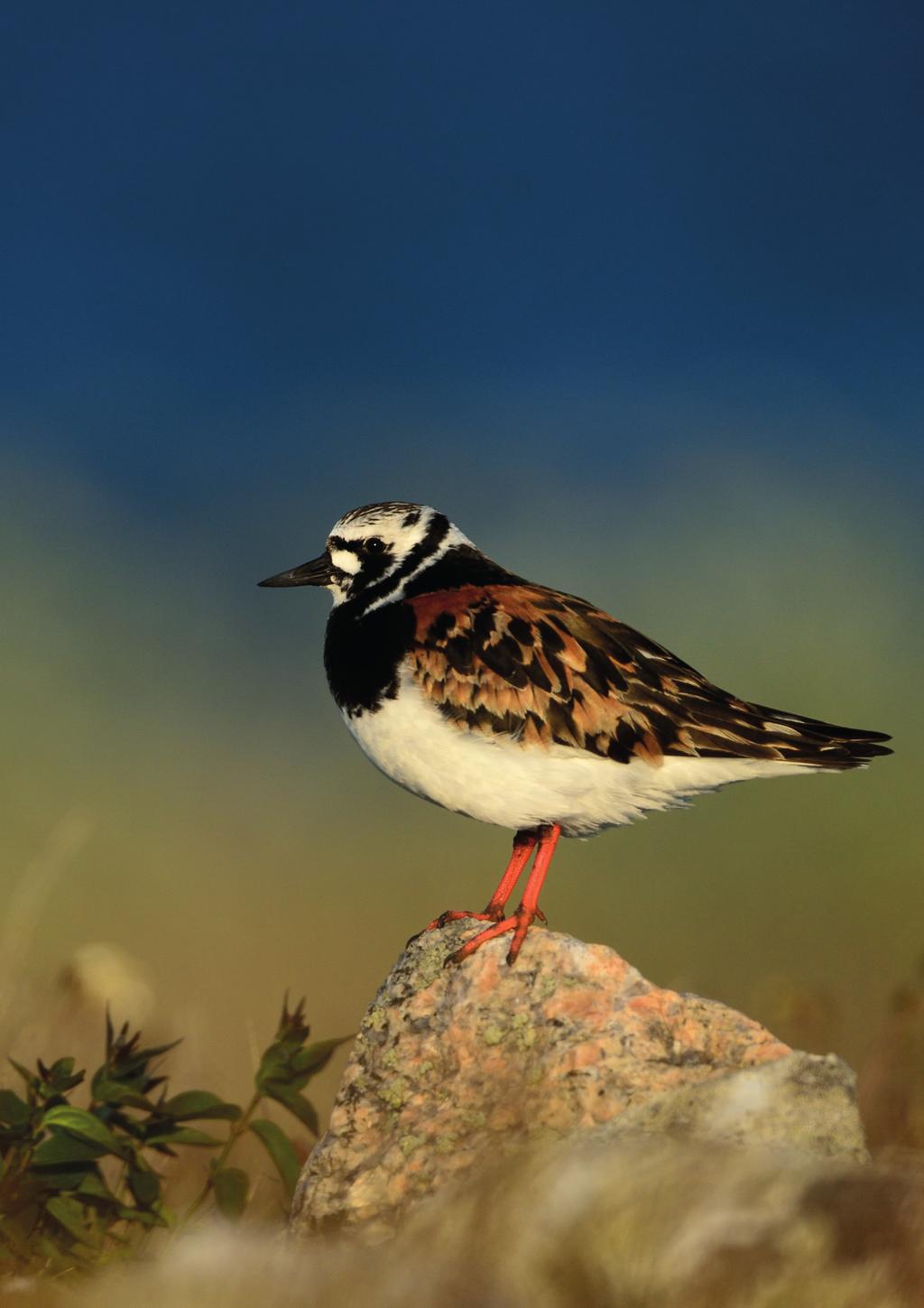 Naturguidningar på Gotland Juli-september