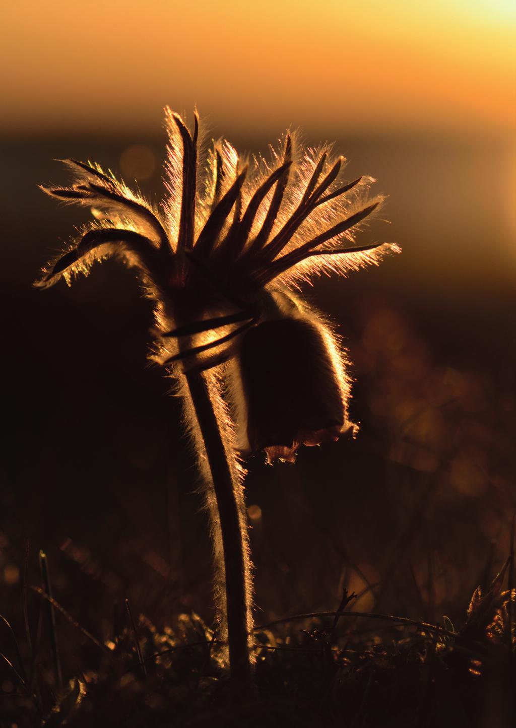 Fältsippa (Pulsatilla