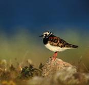Roskarl (Arenaria interpres ) Väddnätfjäril (Euphydryas aurinia) Det latinska namnet Arenaria interpres betyder ungefär hörande till sanden, en utpräglad kustfågel som man i Sverige hittar främst