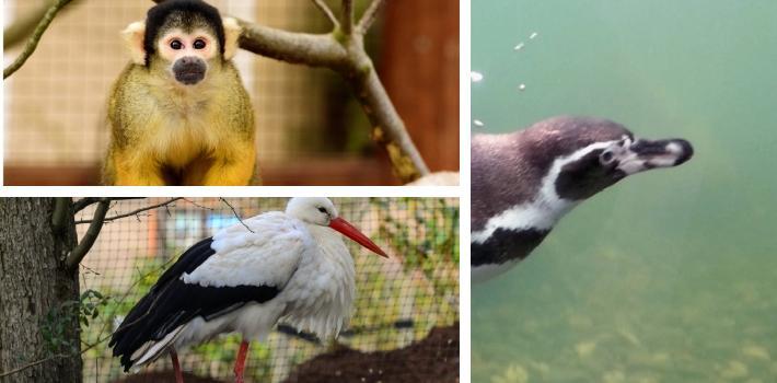 Guldborgsund Zoo och Botaniska Trädgård ligger i hjärtat av Nykøbing Falster. Bogø (24.