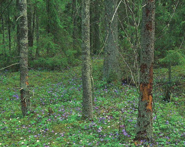 Parallellt med projektet Riktad kulturvärdesinventering hotade lämningar fortsätter Skogsstyrelsen även arbetet med kvalitetssäkring av Skog och historia-registreringar i andra delar av länet.