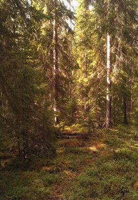 Skogsexkursion för skogsägare: Bra produktion skog med variation! Välkommen till skogsexkursion på Halåsen 8 juni 2017 kl.