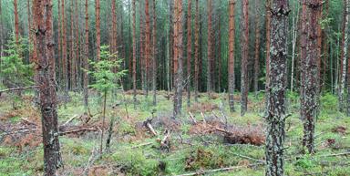 Då kan du prenumerera på våra lokala nyheter genom att anmäla din e-mailadress till våra lokala nyhetsbrev från denna sida: