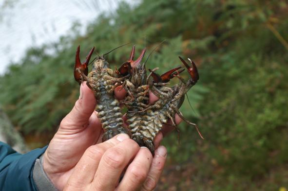 Könsmognad Skador Pestfläckar