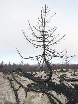 distrikt Skogen efter branden Den 31 juli