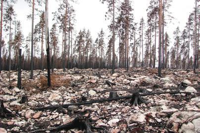 En del av den brända skogen har avverkats