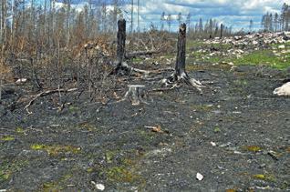 Avverkning av den brända skogen Mycket av den brända skogen avverkades under tidspress vintern 2014/2015. Avverkningen liknade ingen annan och komplicerades av sot och krav på ökad säkerhet.