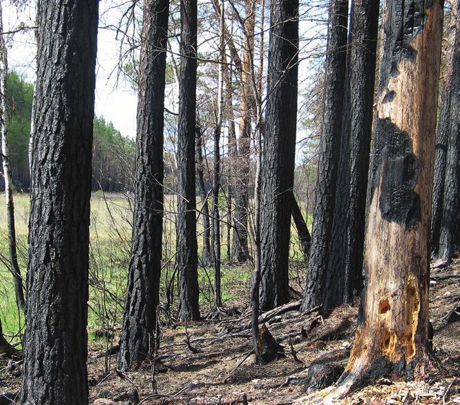 Skogsbranden medförde inte bara olycka och förödelse Även om ingen vill ha okontrollerade skogsbränder så uppstod det efter branden ett landskap med stora naturvärden för den biologiska mångfalden.