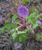 Några brandgynnade arter Svedjenävans, Geranium bohemicum, frön har så hårt skal att de kan ligga vilandes i marken i över hundra år och vänta på nästa brand.