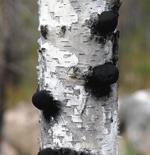 Foto: Markus Rehnberg Tretåig hackspett, Picoides tridactylusmen, men även andra hackspettsarter gynnas av den stora tillgången på vedlevande insekter i de döda träden.