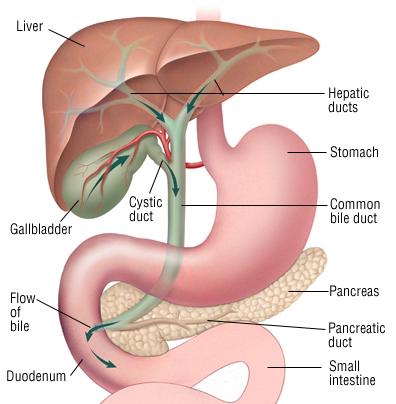 140123 Ikterus Anatomi Vi har ett gallträd som dränerar vänster och höger leverlob. Dessa löper samman i confluens och sedan med gallblåsans ductus cysticus och bildar ductus choledochus.