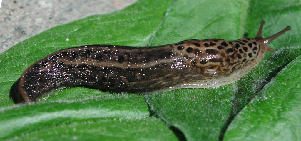 Pantersnigel Åkersnigeln kan möjligtvis förväxlas med pantersnigeln, Limax maximus, som dock blir betydligt större (10 20 cm) och har mönster med fläckar och ränder.