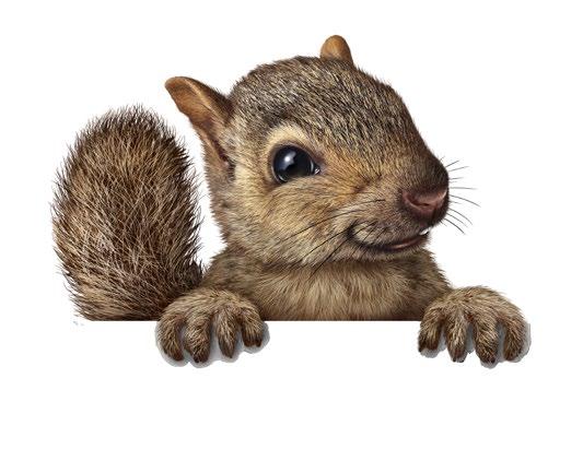 Genom att introducera Live Pure ger trägolvsspecialisten BOE kunderna möjlighet att välja golv som bevarar träets naturliga uttryck, utan att tumma på skyddet mot fläckar och spill.