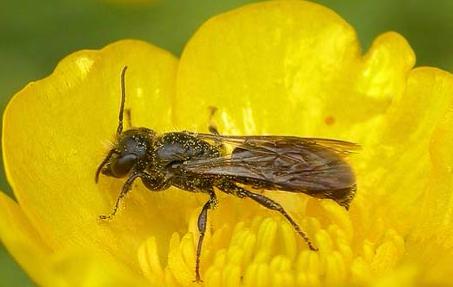 Viktiga blomväxter som utnyttjas som pollenresurs är klintar och tistlar.