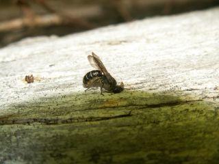 com). Det parasiteras ofta av smalkägelbi (Coelioxys inermis).