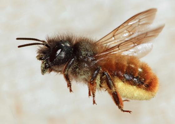 Osmia murarbin Murarbin lever solitärt och bygger bon i hålrum i murket trä eller i murar.